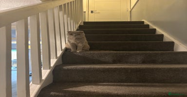 Scottish Fold cats - Advert 4
