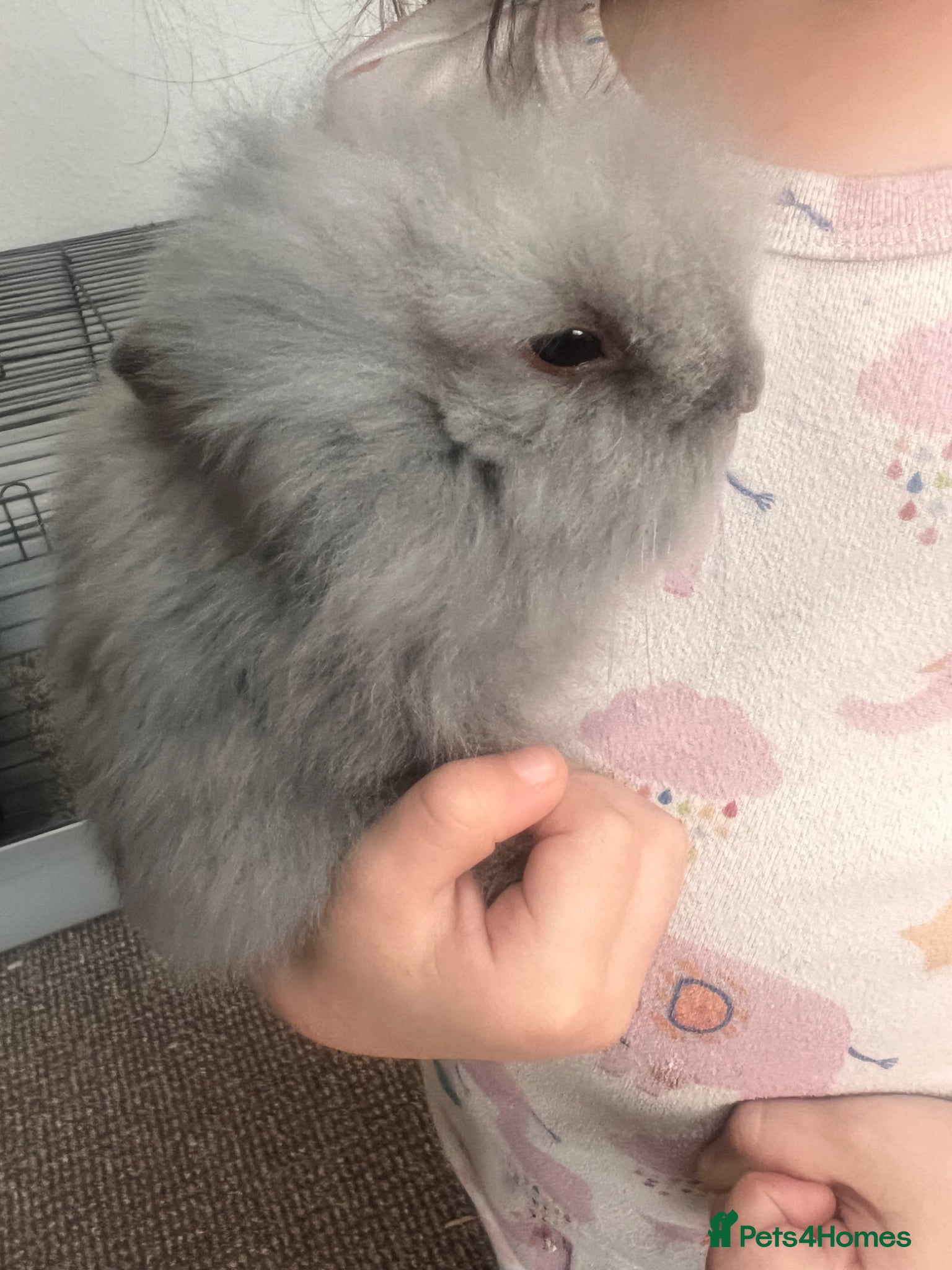 Lionhead rabbits Double Lionhead baby rabbits  - Advert 1