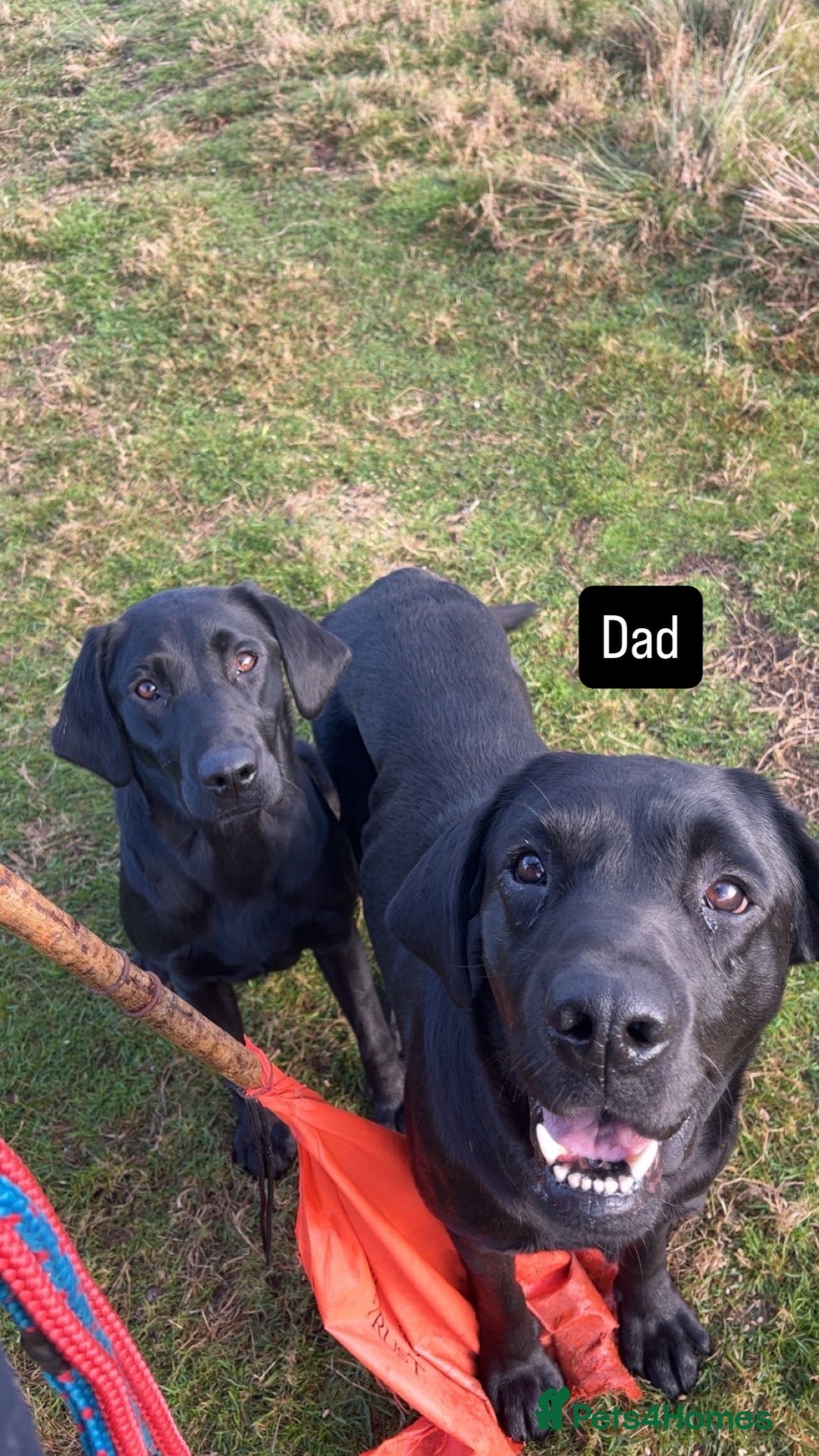 Labrador Retriever dogs for sale: Labeador pups - Advert 9