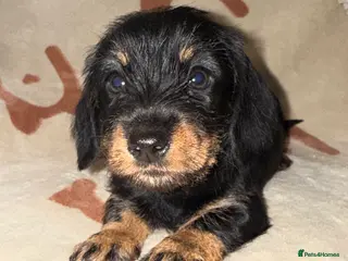 Miniature Dachshund dogs 🩷Beautiful Mini Wire Haired Dachshund Puppies🧡 - Advert 18