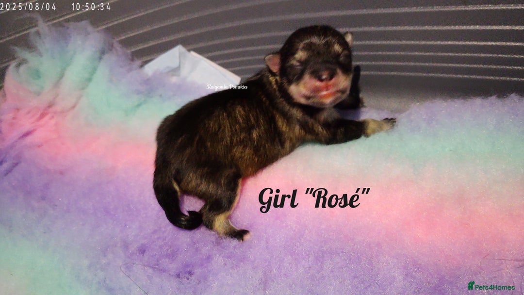 Pomsky dogs for sale: Stunning Pomsky Puppies! Health tested parents.  - Image 5