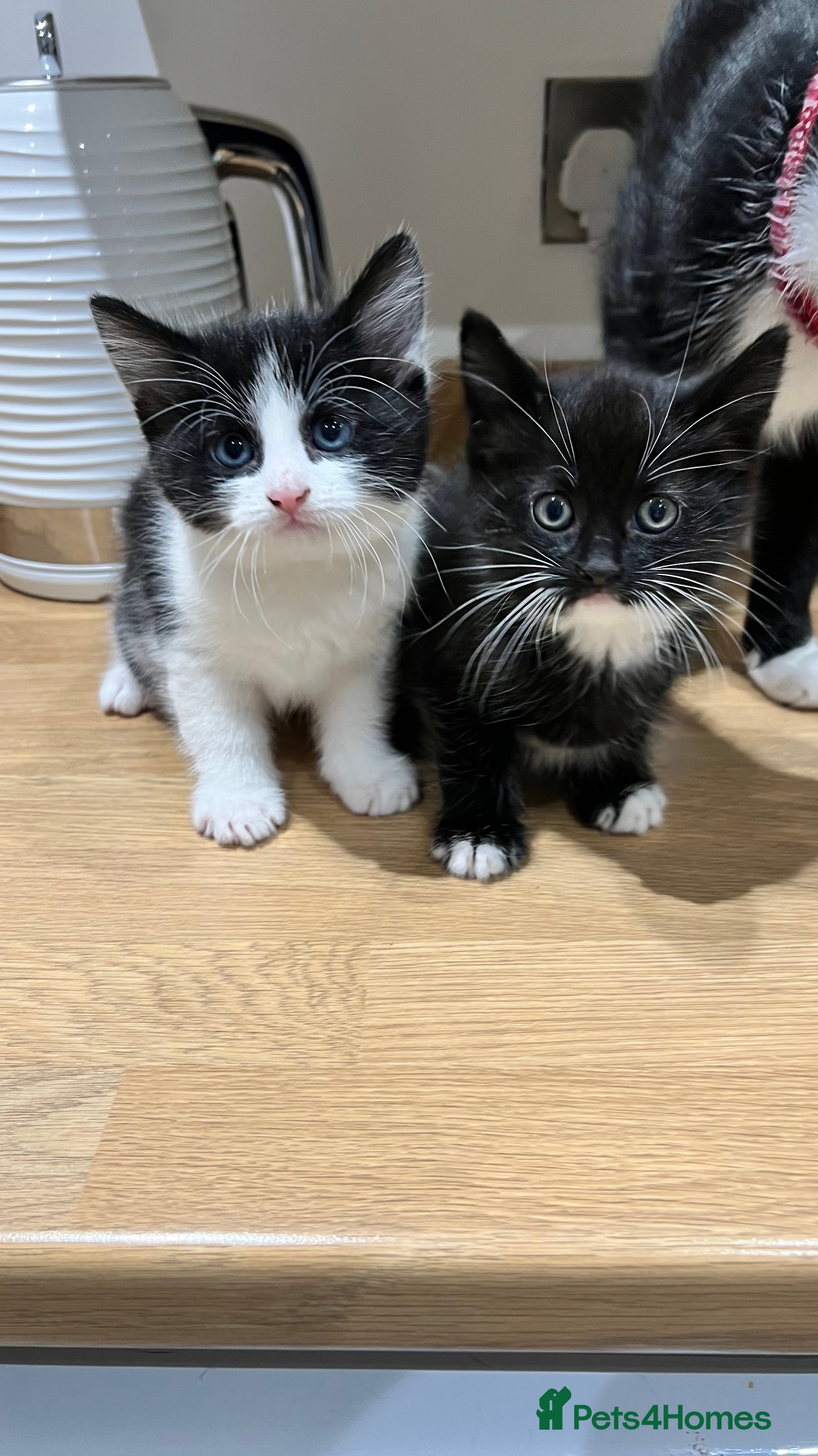 Mixed Breed cats 2 Gorgeous Kittens - Advert 3