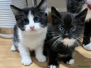 Mixed Breed cats 2 Gorgeous Kittens - Advert 3