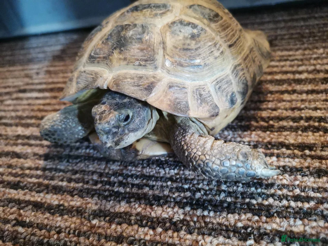 Tortoise reptiles for sale: Male Horsfield Tortoise  - Advert 4