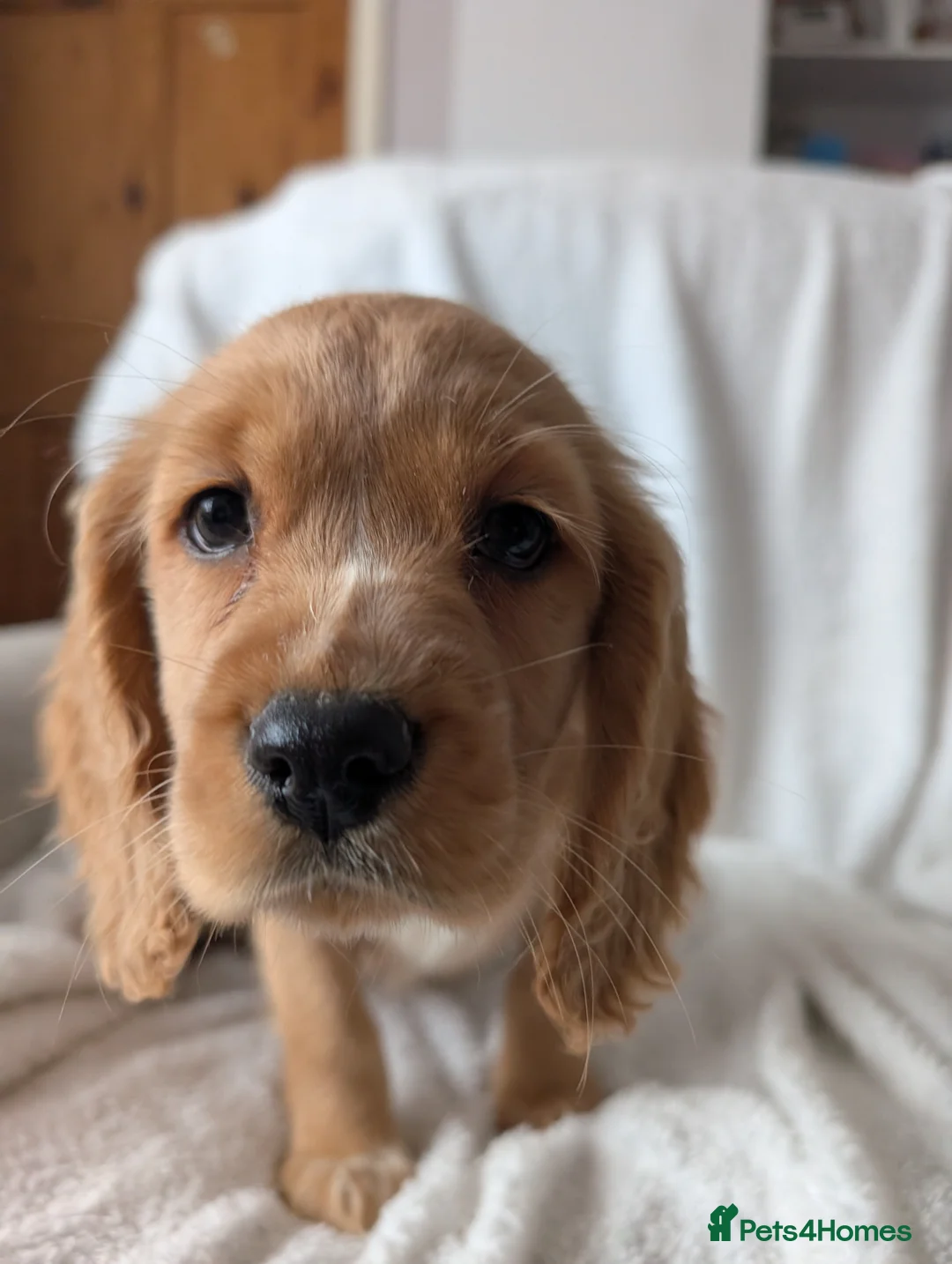 Cocker Spaniel dogs for sale: Cockerspaniel puppies ready soon! - Advert 25