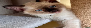 Seal Point Mitted Male