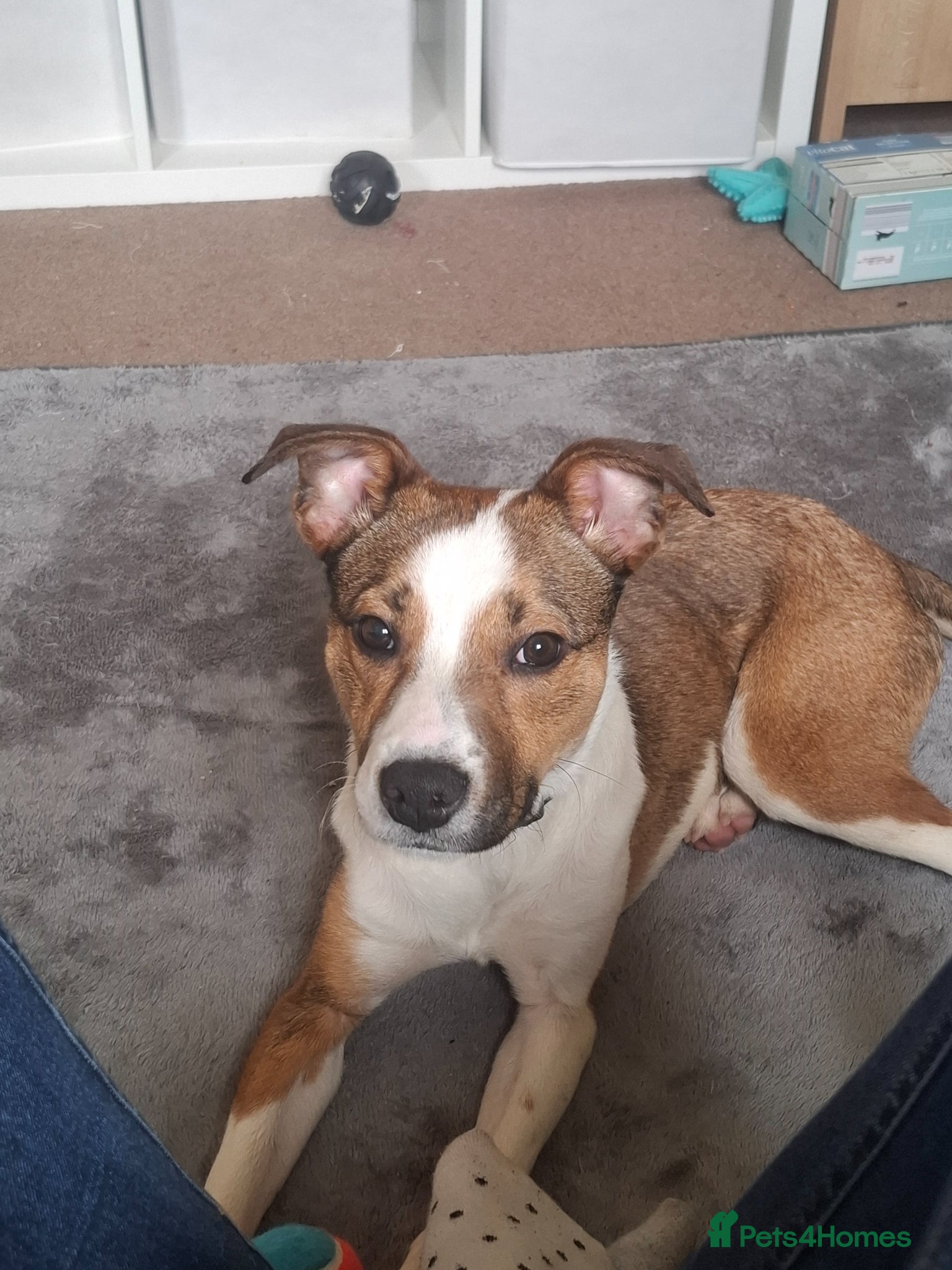 Mixed Breed dogs Staffordshire bull terrier cross border collie  - Advert 1