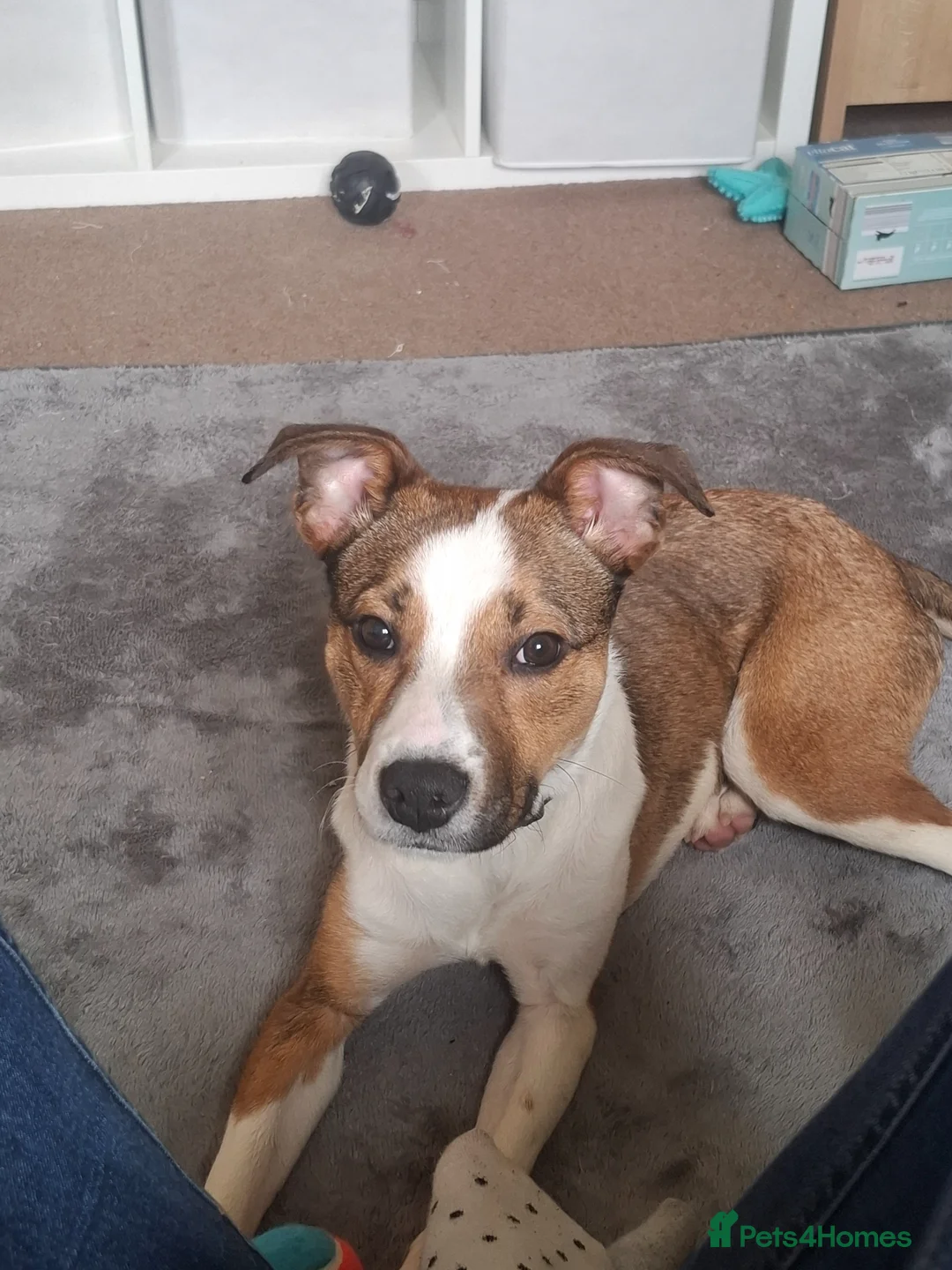 Mixed Breed dogs for sale: Staffordshire bull terrier cross border collie  in Eastleigh - Advert 1