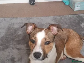 Mixed Breed dogs Staffordshire bull terrier cross border collie - Advert 1