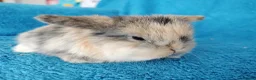 Mini Lop rabbits for sale: Baby mini lops for sale  - Advert 8