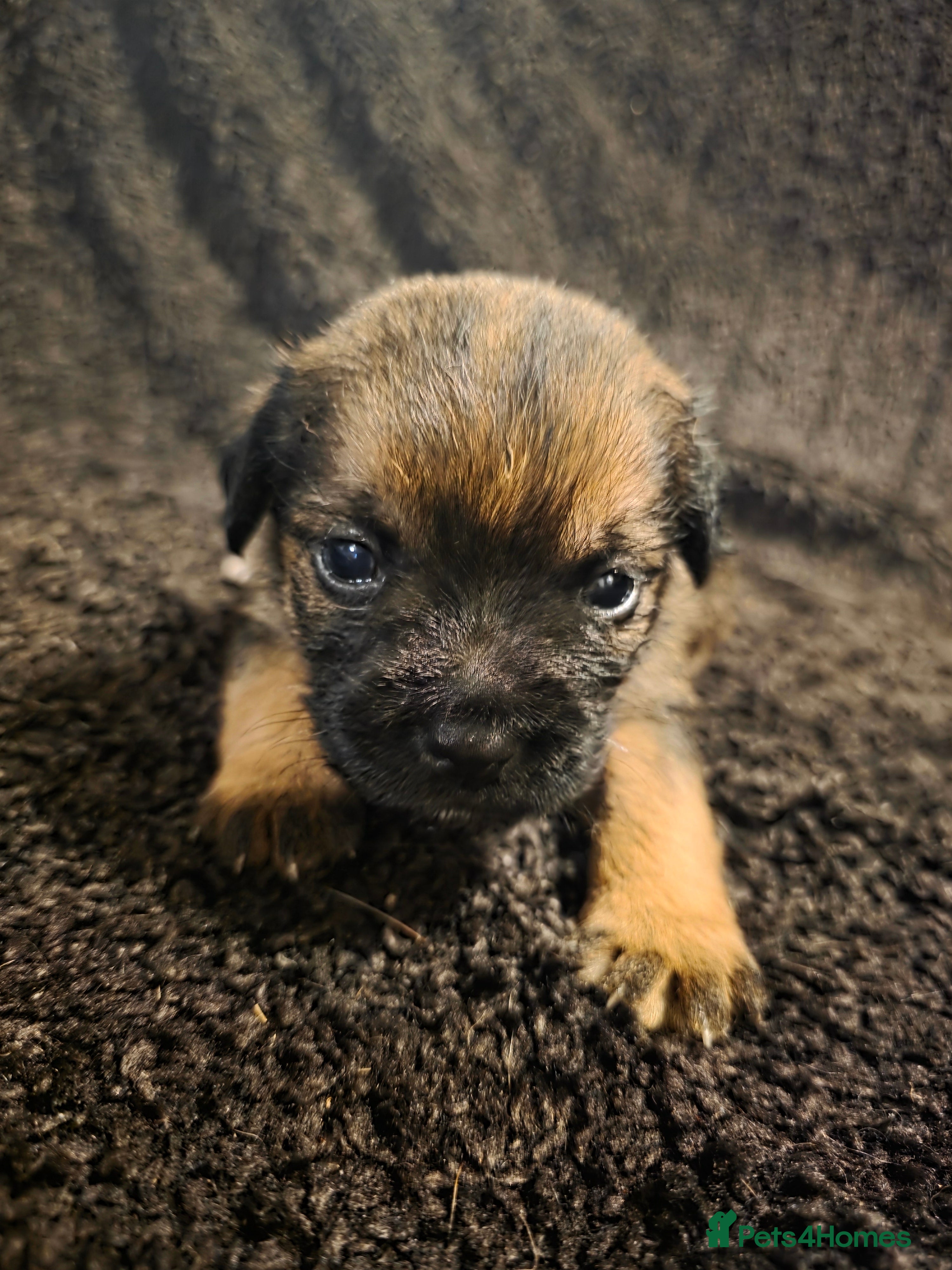 Border Terrier dogs Border Terrier Puppies - Advert 1