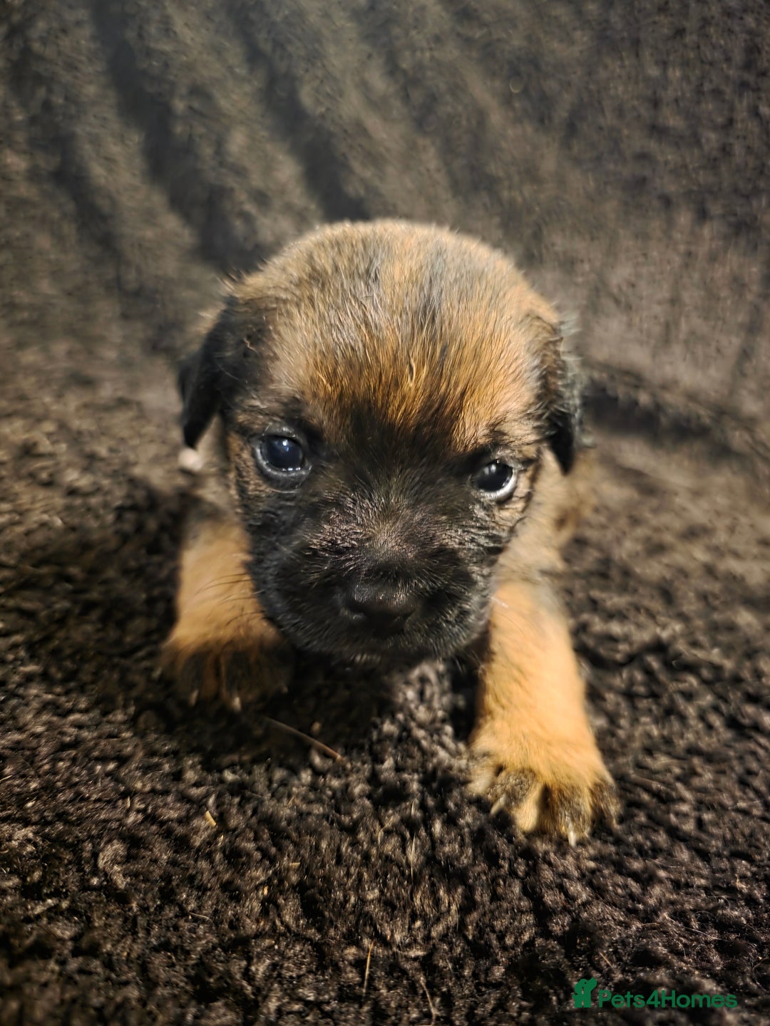 Border Terrier dogs for sale: Border Terrier Puppies - Advert 1
