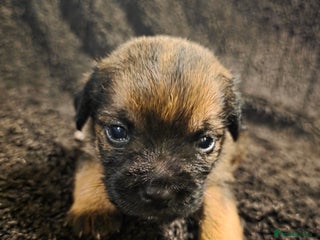 Border Terrier dogs Border Terrier Puppies - Advert 13