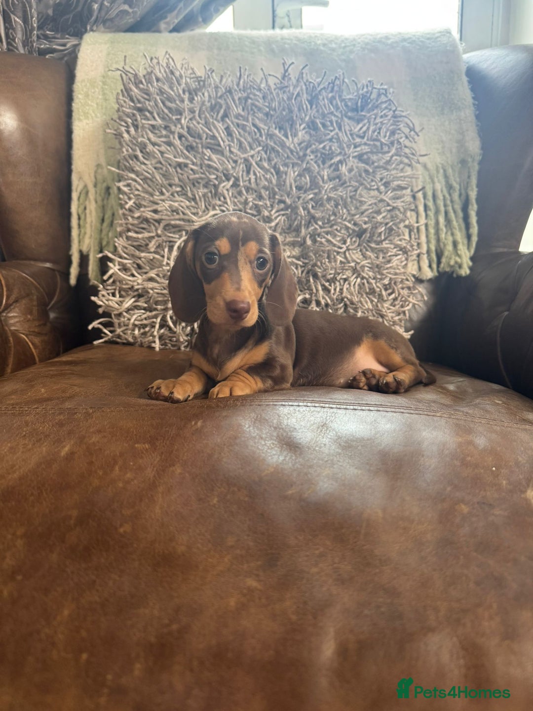 Miniature Dachshund dogs for sale: Miniature Dachshund Puppies - Image 6