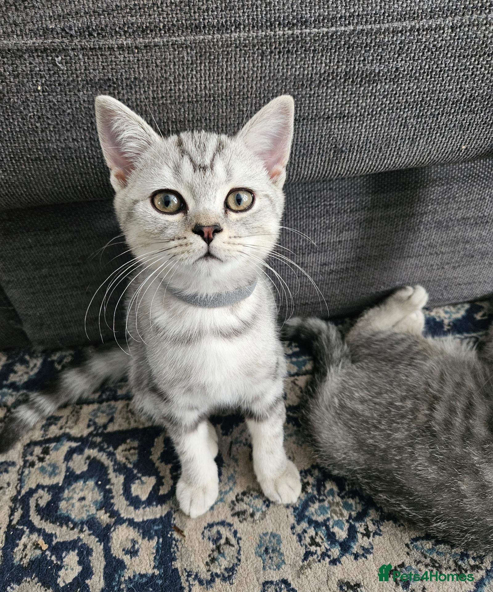 British Shorthair cats Purebread Silver british shorthair - Advert 2