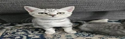 British Shorthair cats for sale: Purebread Silver british shorthair - Advert 2