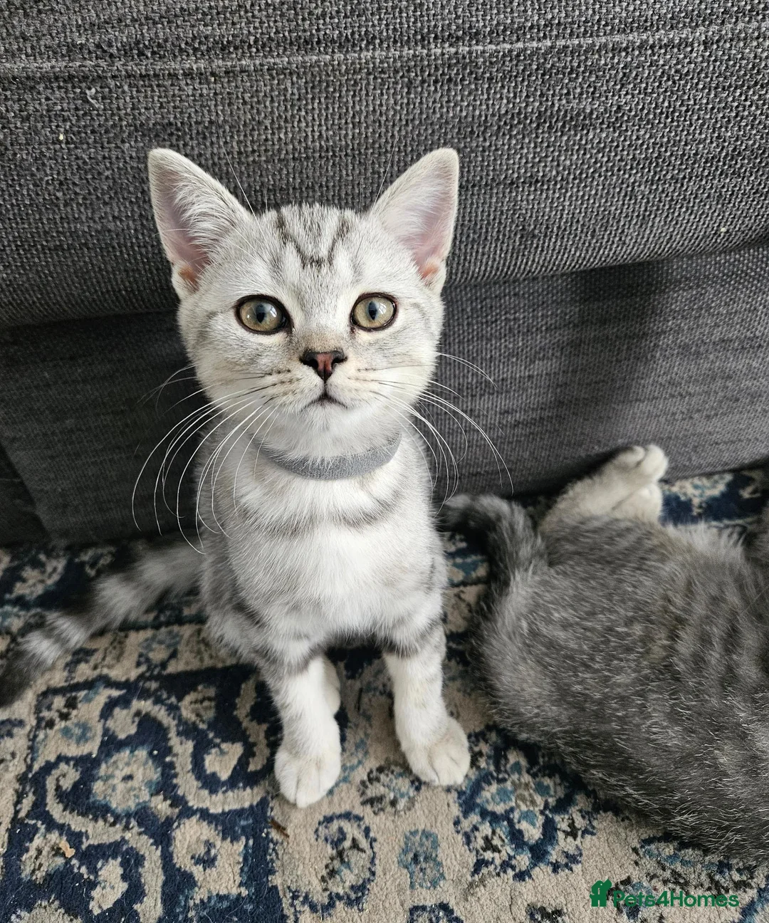 British Shorthair cats for sale: Purebread Silver british shorthair - Advert 2