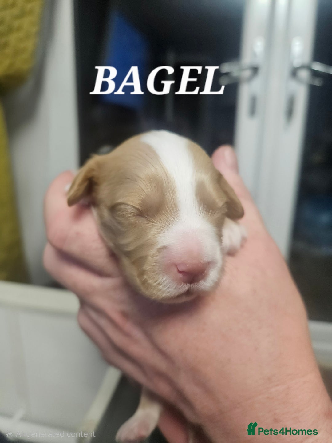 Australian Labradoodle dogs for sale: Australian Labradoodle Hybrid Puppies - Advert 17