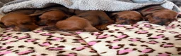 Dachshund dogs for sale: Standard dachshund  - Advert 9