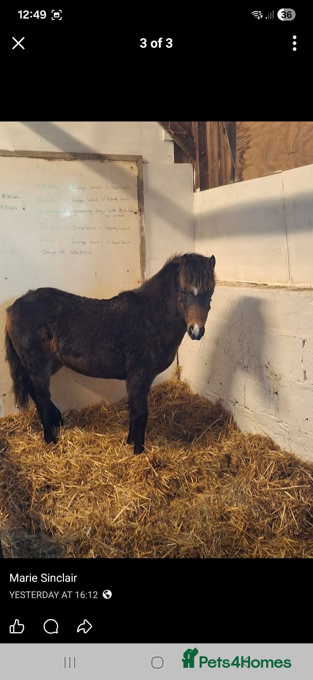 Welsh Section A horses for sale: Registered Welsh Sec A Filly - Advert 3