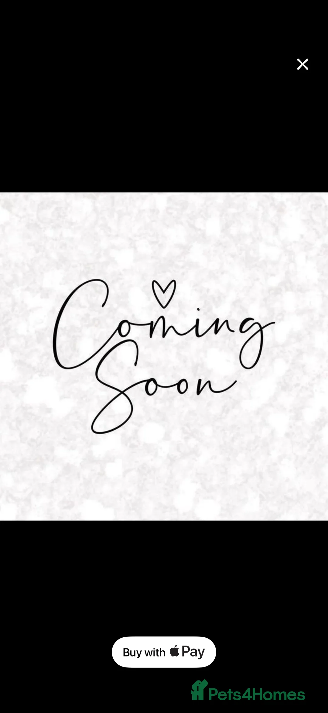 Guinea Pig rodents for sale: Skinny guinea pigs females. And Abyssinian females - Advert 1