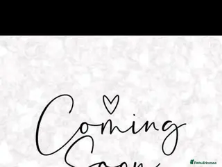 Guinea Pig rodents Skinny guinea pigs females. And Abyssinian females - Advert 1