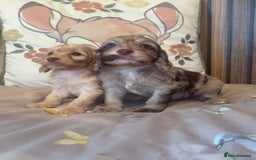 Cockapoo dogs for sale: Miniature toy poodle cockapoos available soon ❤️ - Image 6