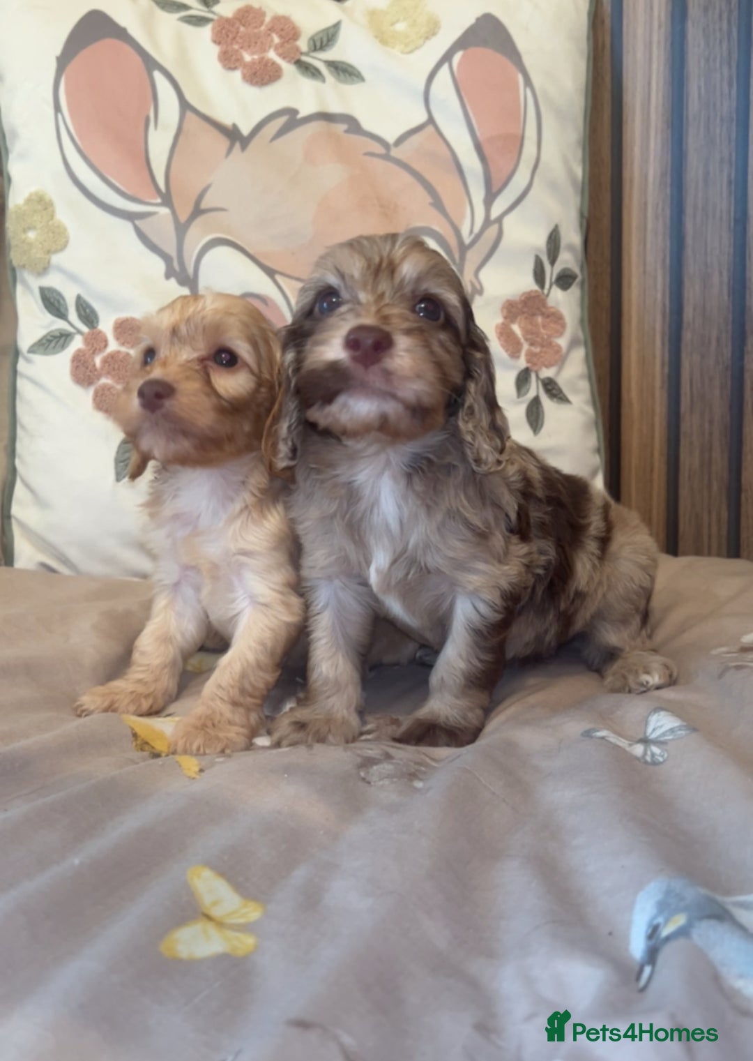 Cockapoo dogs for sale: Miniature toy poodle cockapoos available soon ❤️ - Image 6