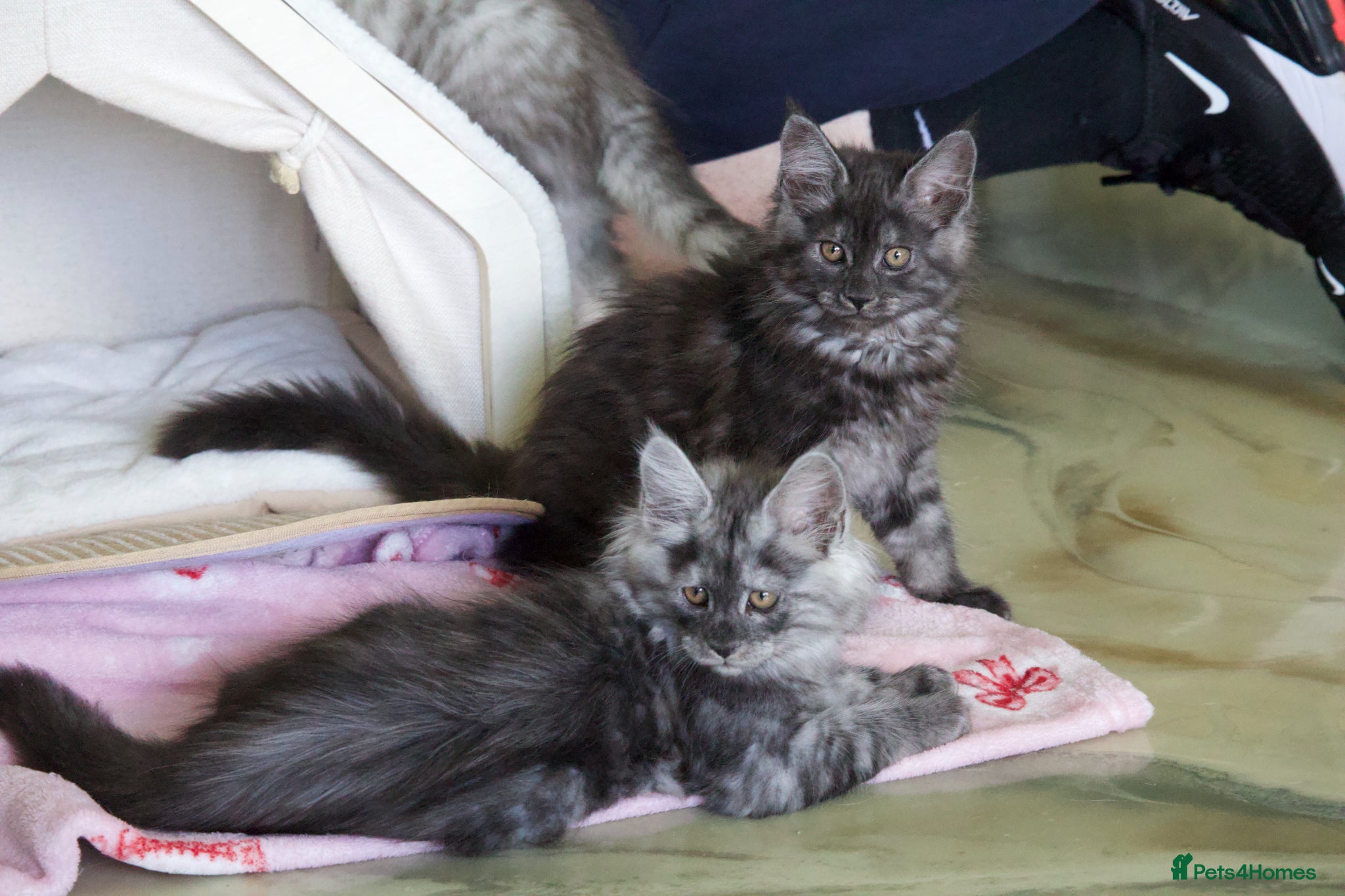 Maine Coon cats TICA Reg Black Smoke Maine Coon Kittens - Advert 2