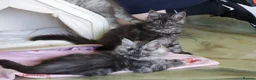 Maine Coon cats for sale: TICA Reg Black Smoke Maine Coon Kittens - Advert 3