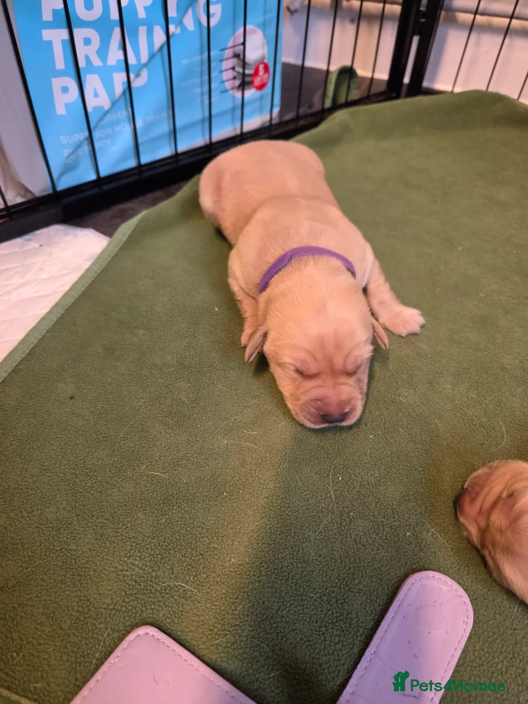 Labrador Retriever dogs for sale: KC Labrador pups 4 boys ready friday - Advert 38