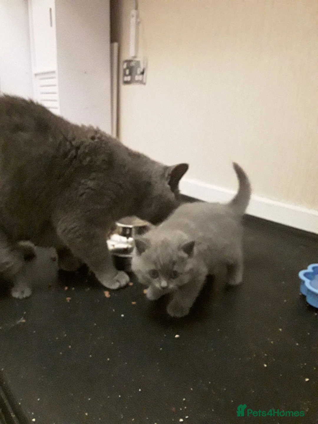 British Shorthair cats for sale: Beautifull pedigree bsh - Advert 5
