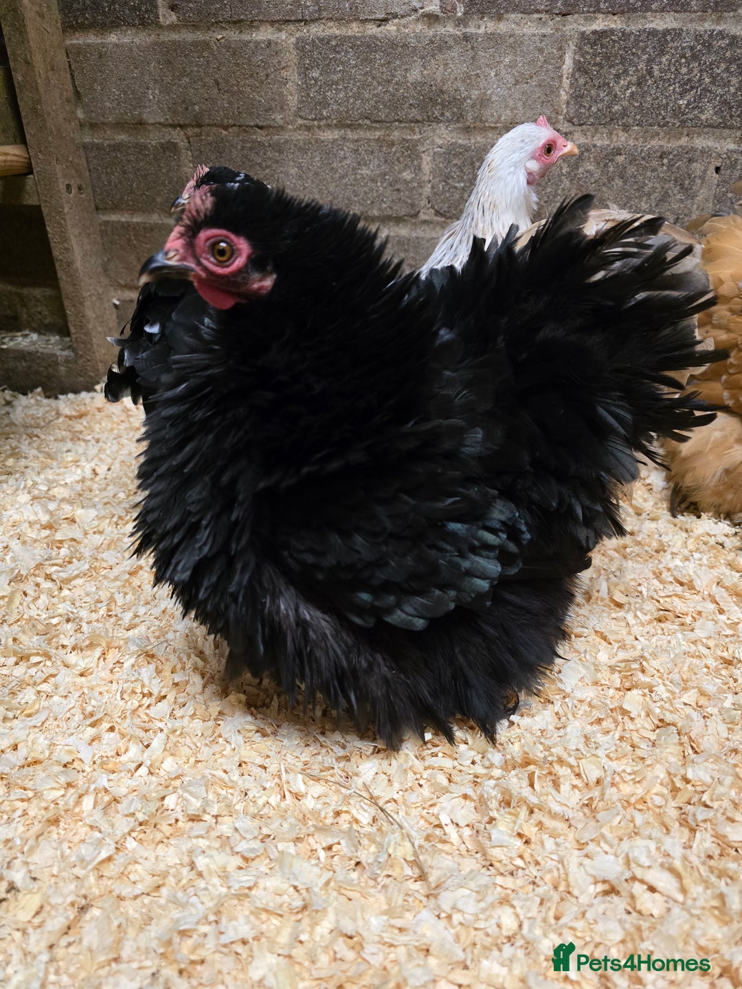Chickens poultry for sale: Pekin Bantam Pullets POL  - Advert 5
