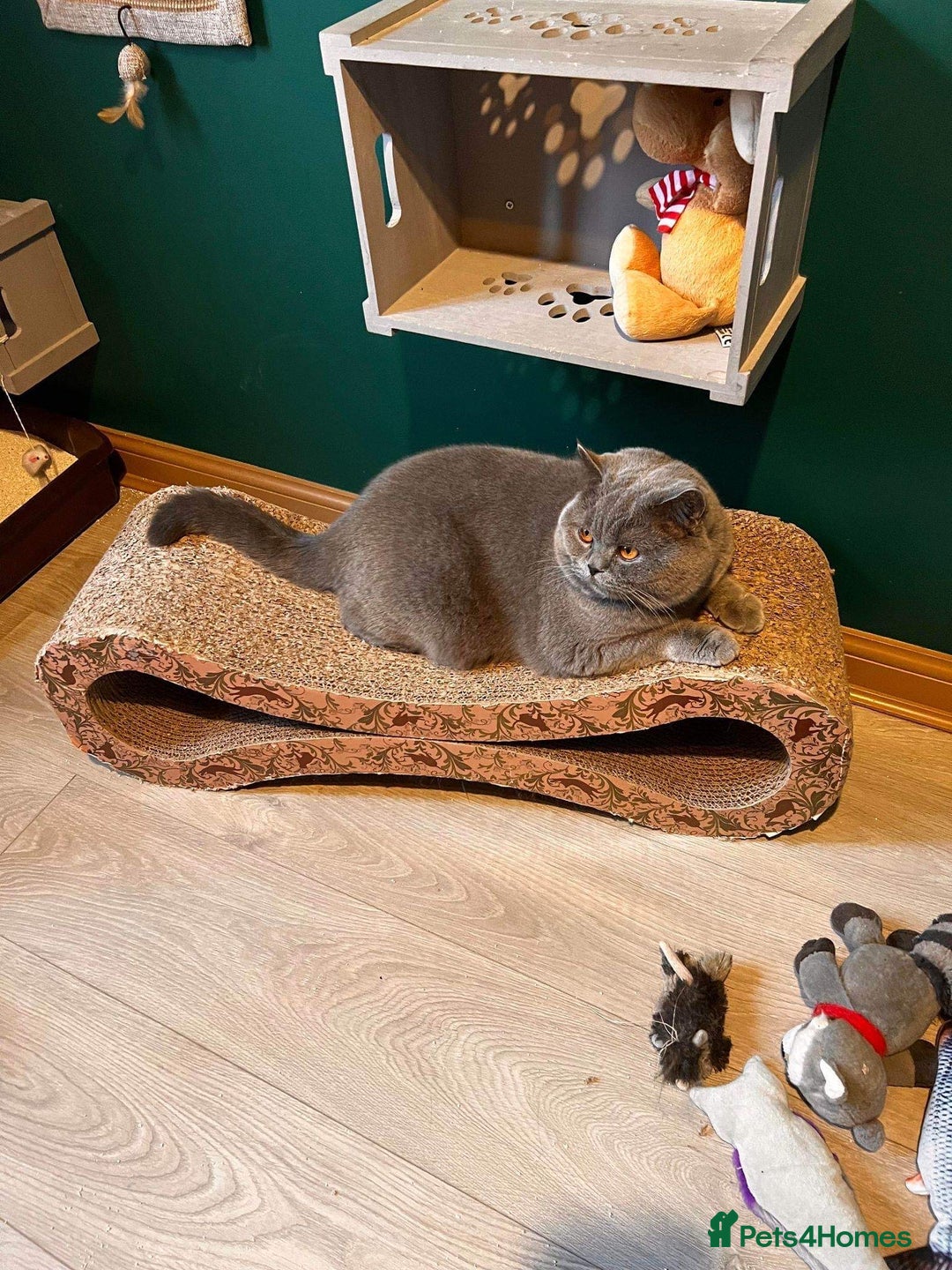 British Shorthair cats for stud: Boy for Stud Active GCCF Status  CHAMPIONSHIP in Wantage - Advert 7