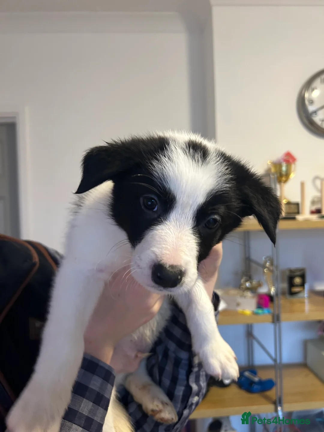 Border Collie dogs for sale: ✨ Last remaining border collie puppy ✨ - Advert 32