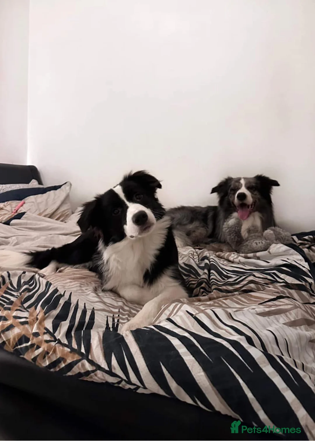 Border Collie dogs for sale: 2 gorgous Champon Line Blue Merle pups - Advert 16