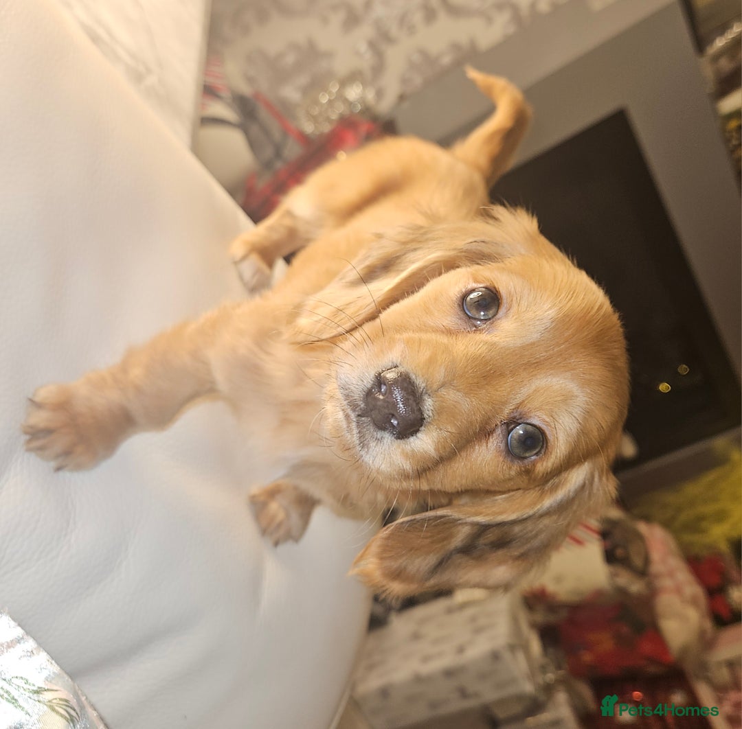 Miniature Dachshund dogs for sale: Longhaired Miniature Dachshund  - Advert 2