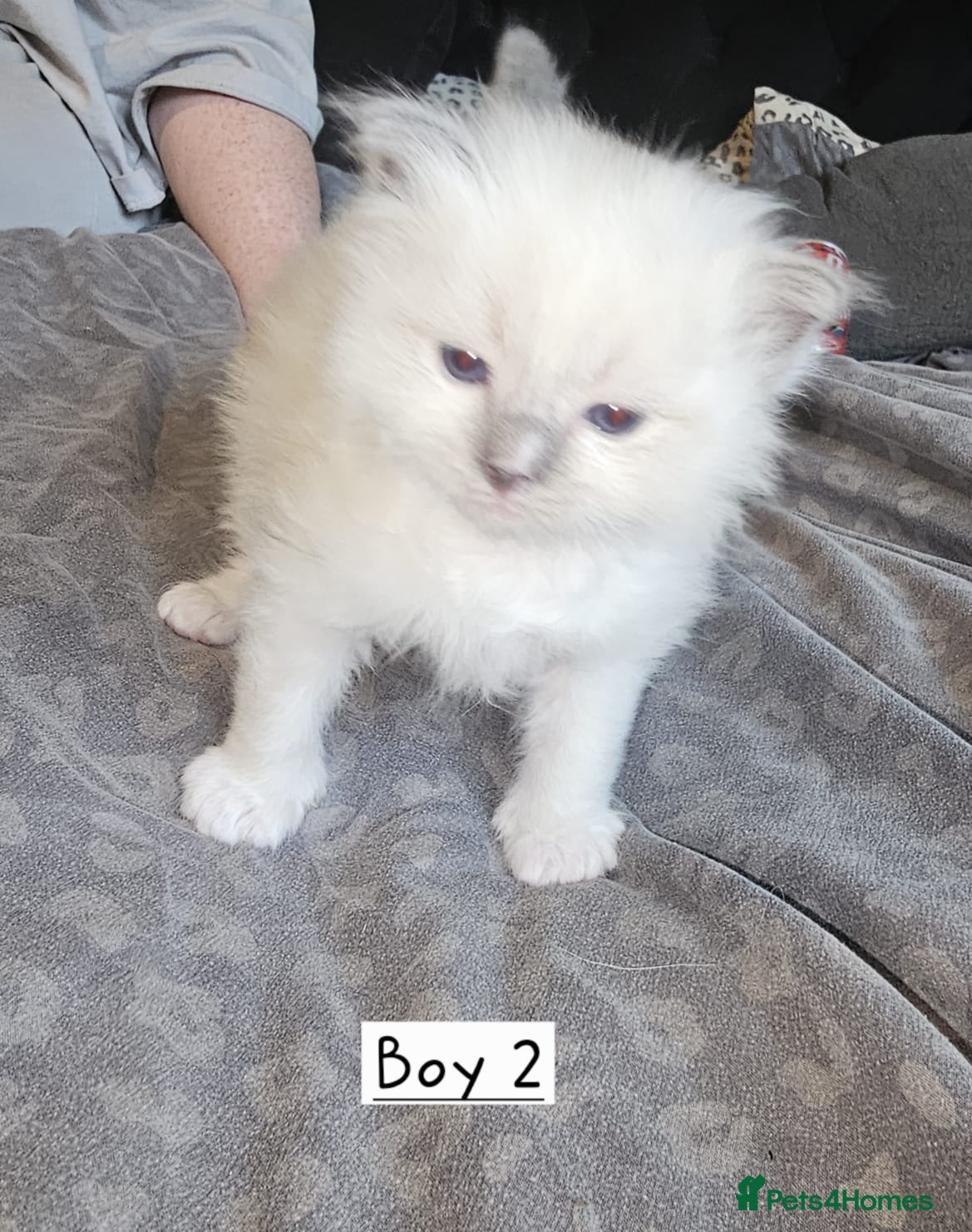 Ragdoll cats for sale: Beautiful Ragdoll Kittens  - Advert 5
