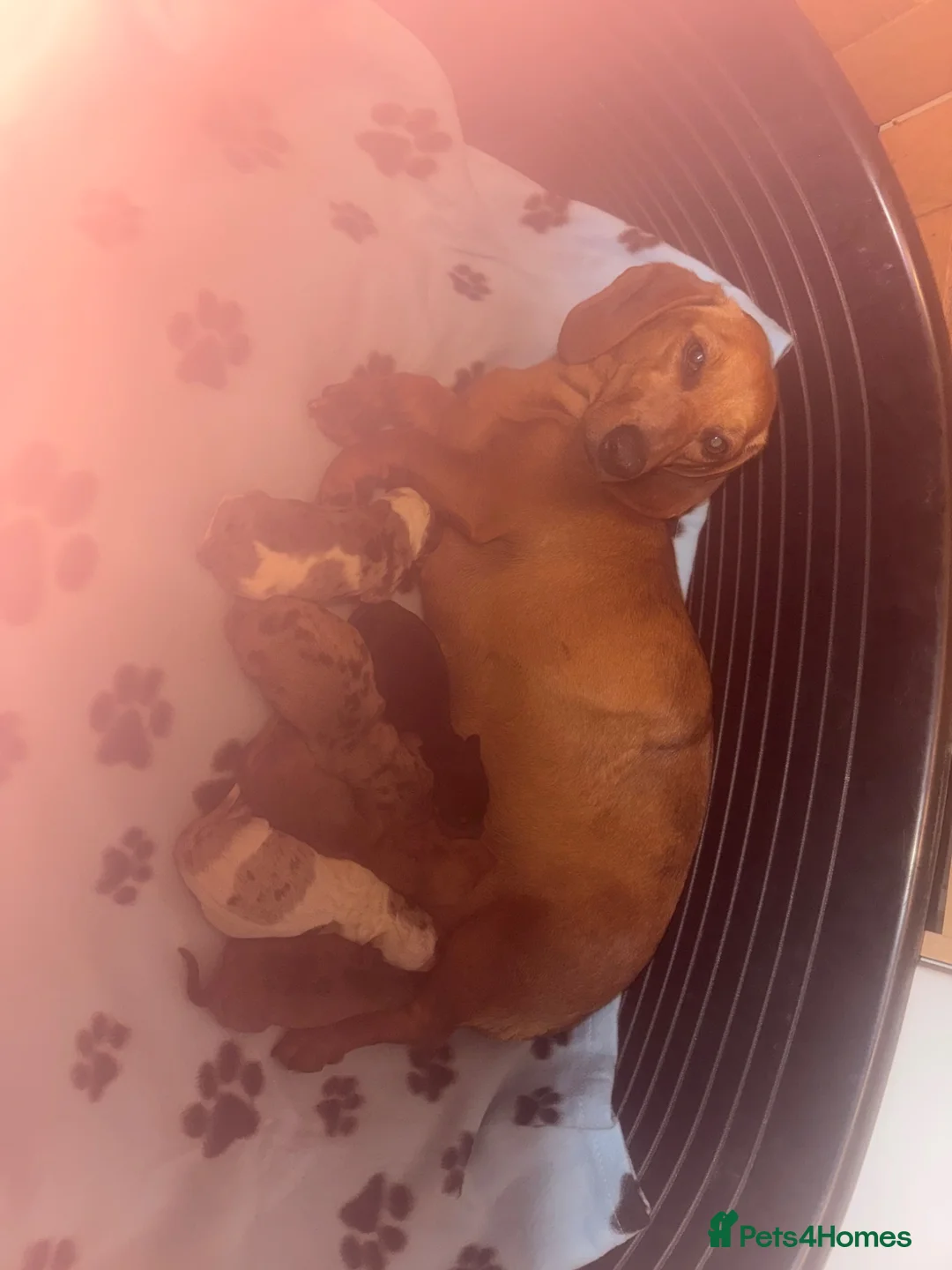 Dachshund dogs for sale: Lovely standard dachshunds!!! - Advert 23