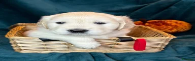 Golden Retriever 4