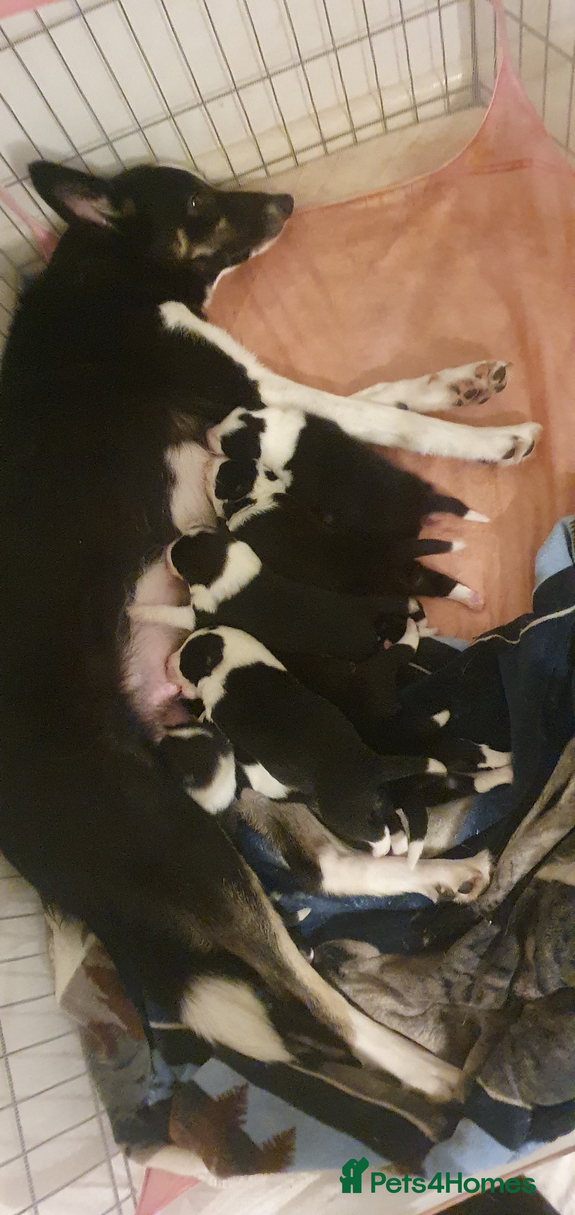 Border Collie dogs Border Collie puppies - Advert 2