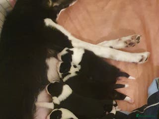 Border Collie dogs Border Collie puppies - Advert 17