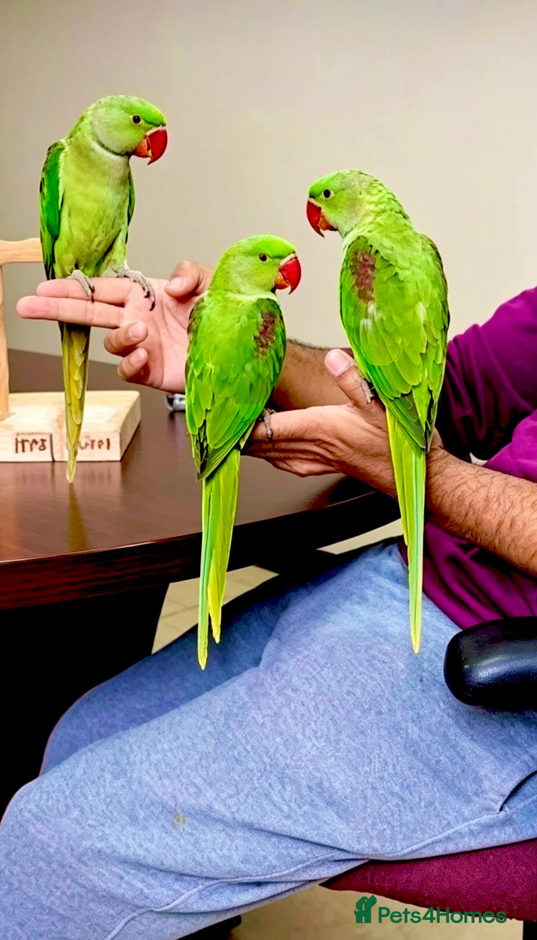 Parrots birds for sale: Hand Reared Tame .Talking Baby Alexandrian Parrots - Advert 1