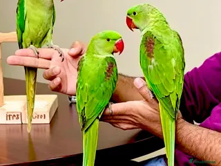 Parrots birds for sale: Hand Reared Tame .Talking Baby Alexandrian Parrots - Advert 1
