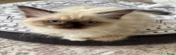 Ragdoll cats for sale:  (1 boy left) TICA REGISTERED, PUREBRED RAGDOLLS - Advert 7