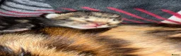 Bengal cats for sale: Exceptional Bengal Heritage Kittens in Llangammarch Wells - Advert 10