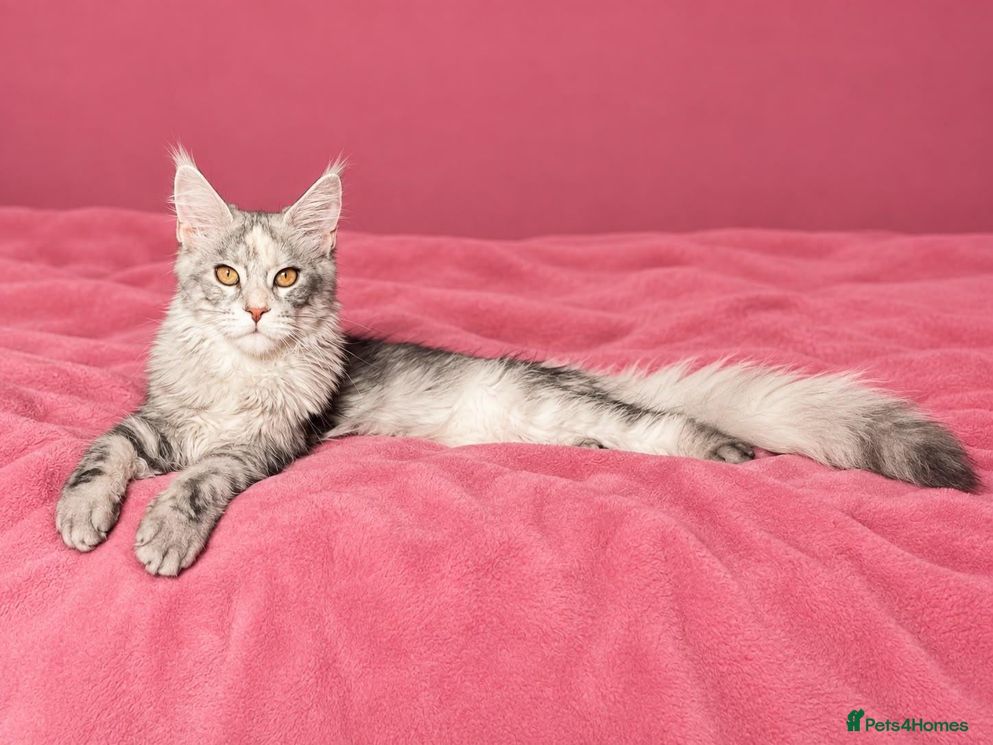 Maine Coon cats 🩷 Stunning Silver Girl – Last of the Litter 🩷 - Advert 2