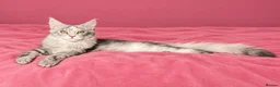 Maine Coon cats for sale: 🩷 Stunning Silver Girl – Last of the Litter 🩷 - Advert 3