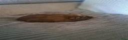 Guinea Pig rodents for sale: Gorgeous baby guinea pigs  - Advert 4