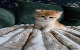 British Shorthair cats for sale: Gorgeous golden boys - Image 7